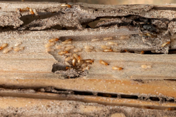 Best Wasp Removal Services  in Williamstown, NJ